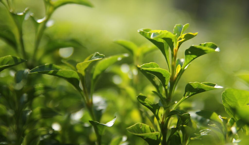 Yellow Tea: Origins, Varieties & Brewing